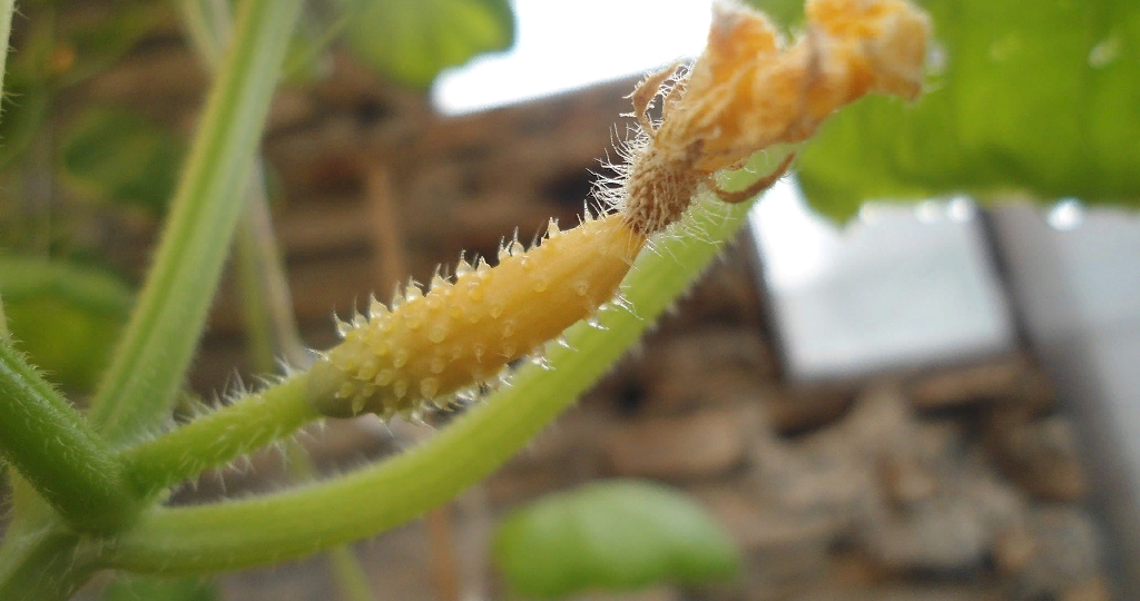 На огурцах сохнут завязи.Что делать?