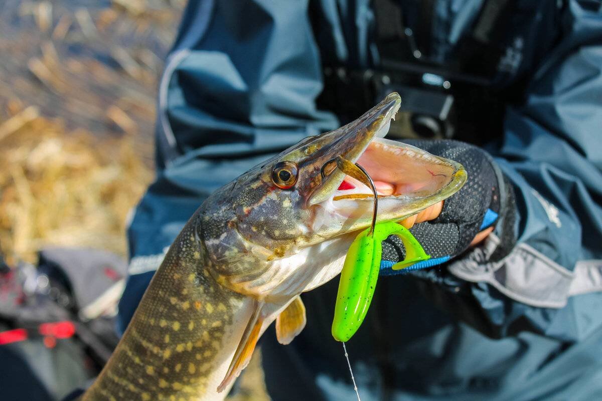 Фото с сайта: https://activefisher.net