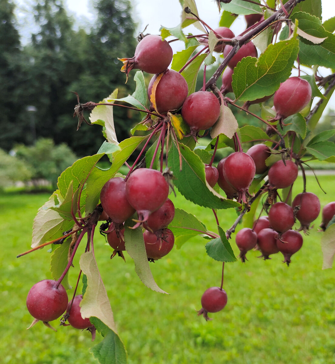 Сняла в Саду Будущего - похоже на шиповник, но это дерево. Вставляю в статью для красоты. Как сувенир. 