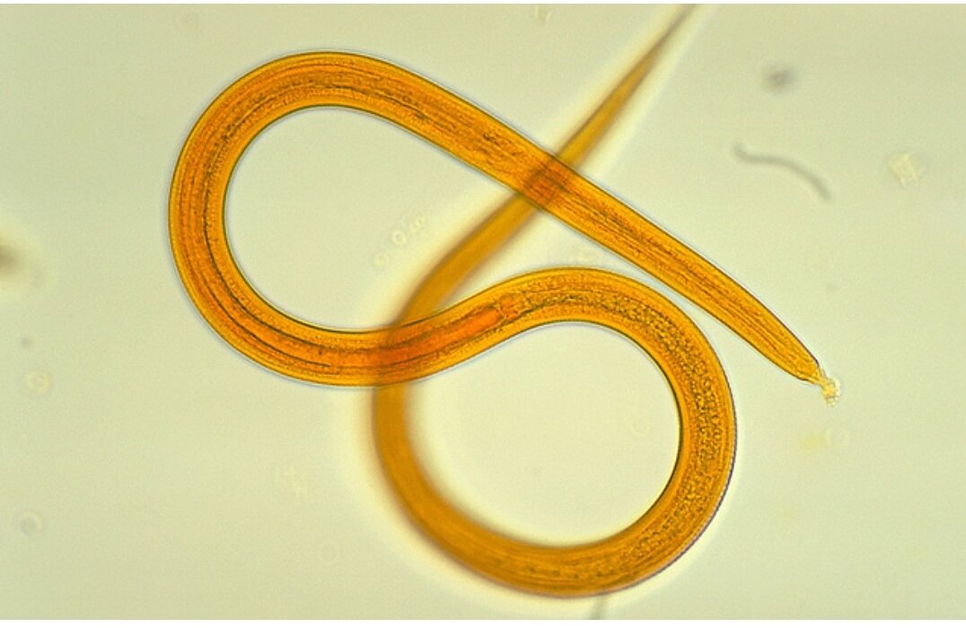 "Это самый долгий известный случай криптобиоза, на десятки тысяч лет [превышающий предыдущий рекорд]", - отметил соавтор работы Теймураз Курчалия из Института молекулярной клеточной биологии и генетики Общества Макса Планка в Германии.