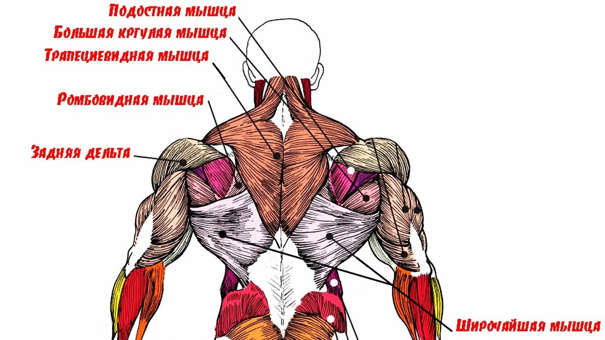 мышцы спины