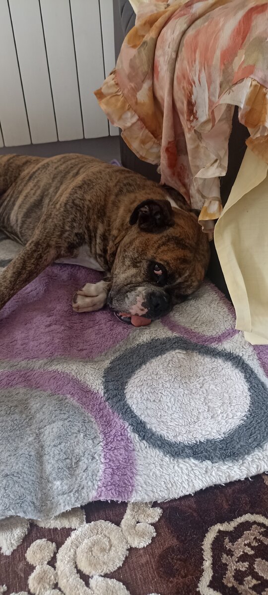 Самая радостная встреча | Маленький приют | Дзен