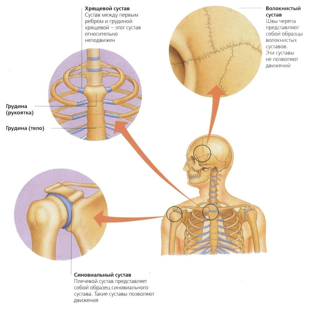 3 типа суставов. 3 типа суставов. 3 типа суставов. Типы соединения костей человека рисунок. Полуподвижное соединение костей рисунок.