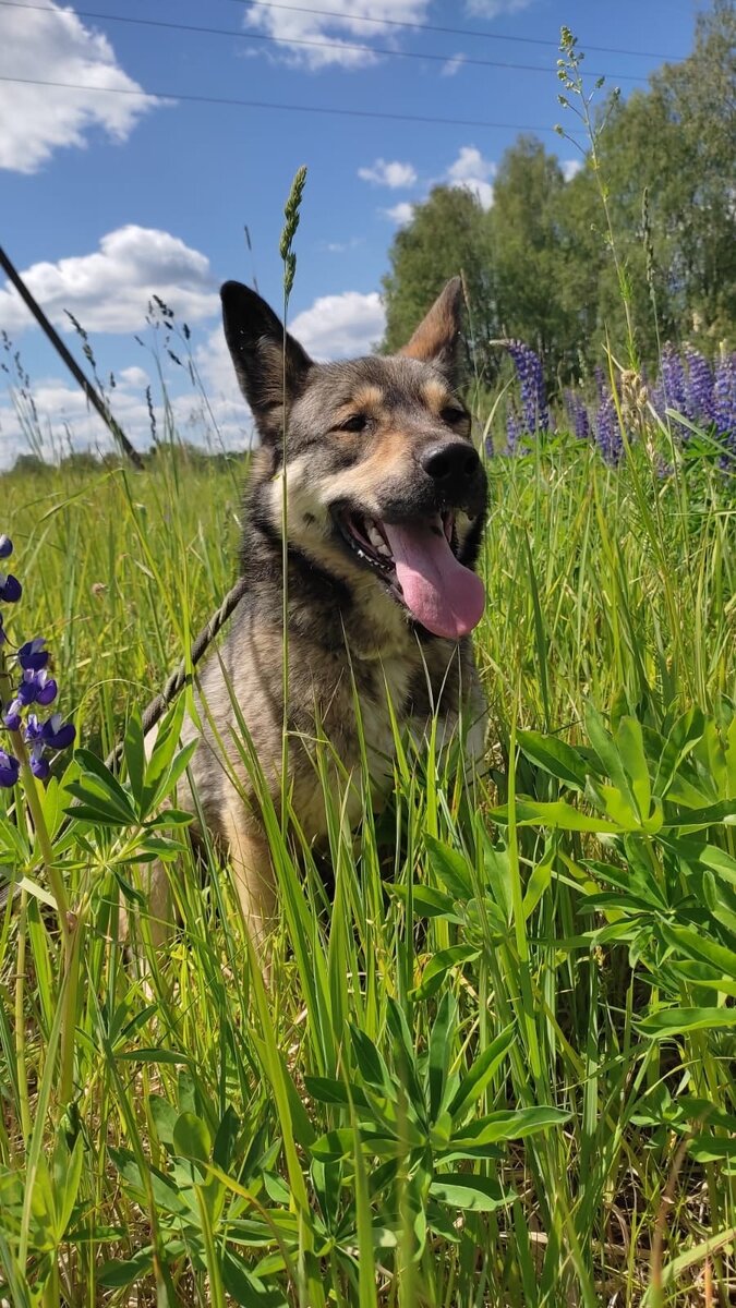 Фото Можайского приюта