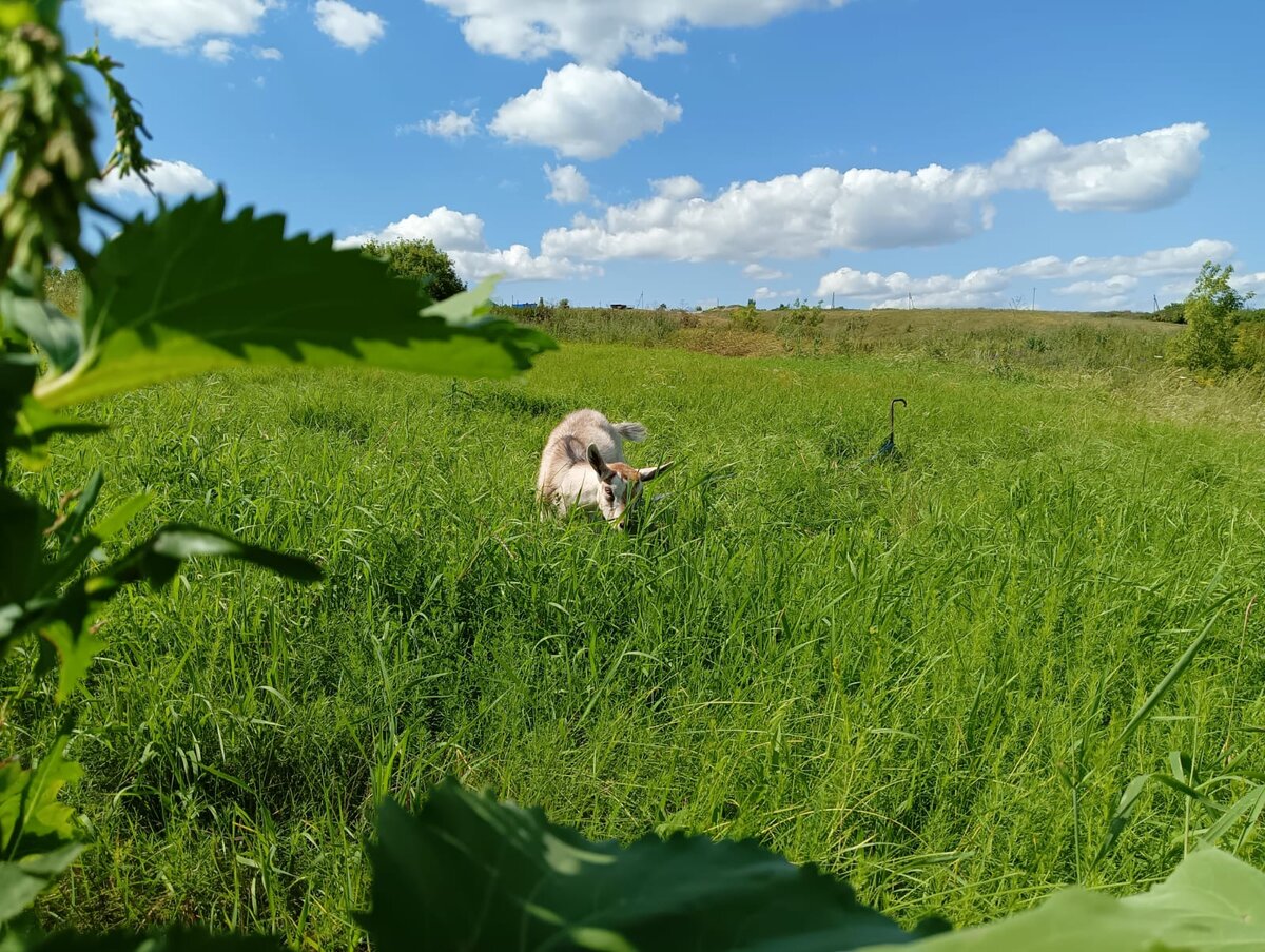 Дуся щиплет травку 🐐🌱☺️