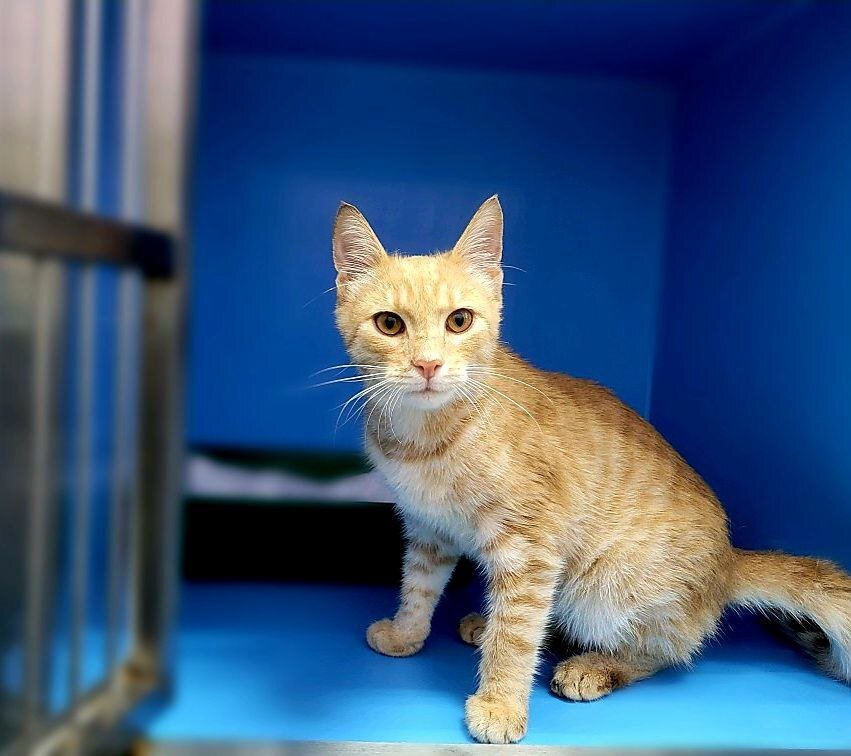 Не смотрите на суровое лицо у Абрикоса - это он на камеру пытается показать, что он взрослый парень. На самом деле котёнок