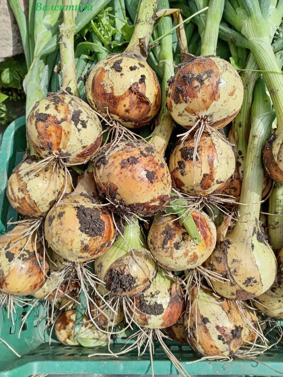 Урожай 2023год.  Сорта "Геркулес" и "Шекспир".