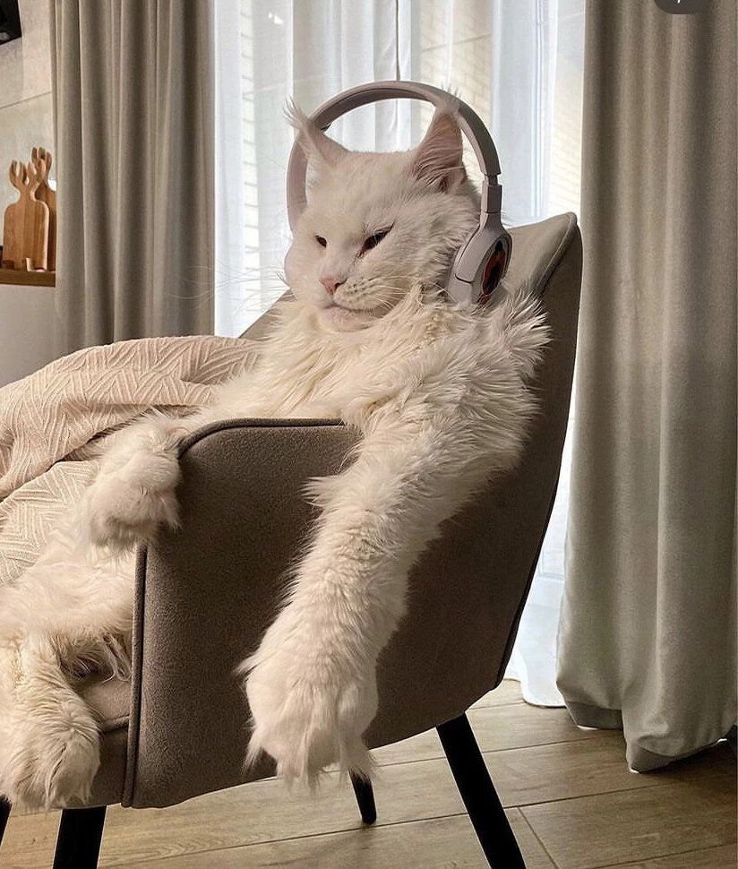    Кот Кефир. Фото: Из личного архива/ Юлия Минина