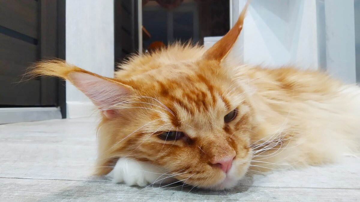 Мейн кун Степа.