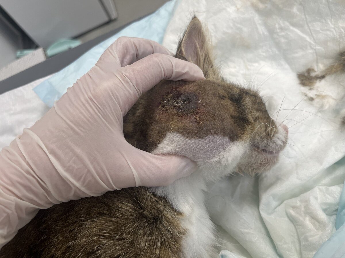 Абсцесс у кошки после укуса 