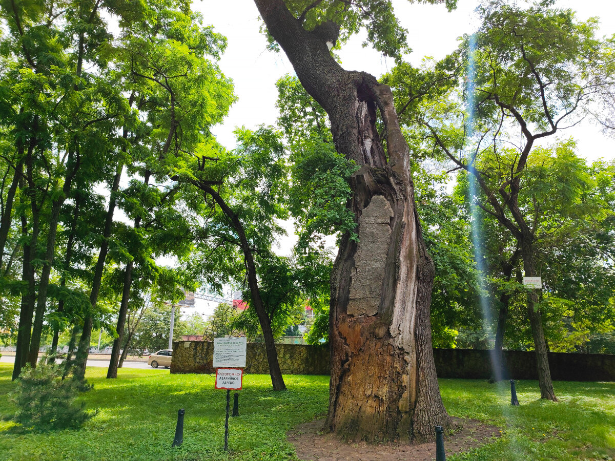 На территории парка "Городской сад" до сих пор произрастают древние дубы.