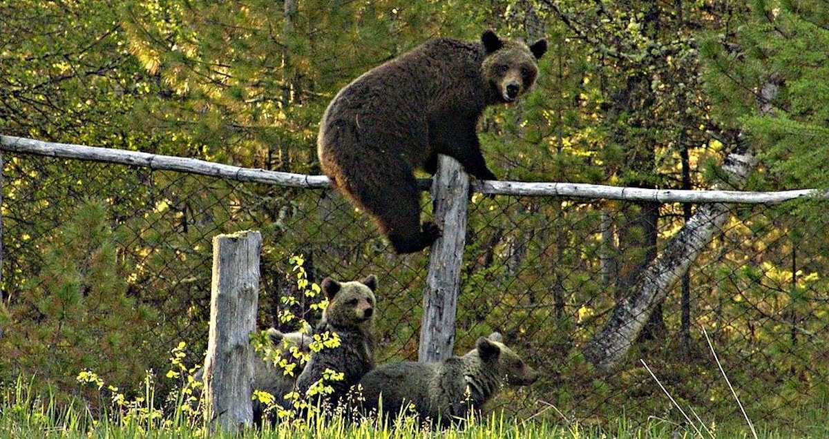 Медведь на даче