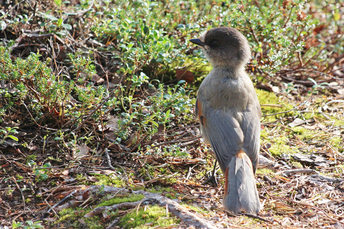 1 уровень птицы. 1 уровень птицы. Focus птицы. крючкоклювы. уровни игры энгри бердз.