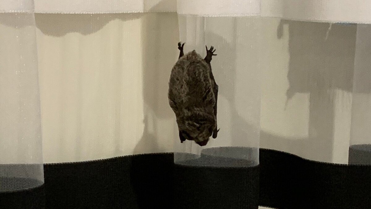     Ночные хищники являются переносчиками бешенства.