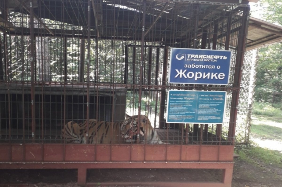    Нарушения в центре реабилитации диких животных в Хабкрае нашли специалисты