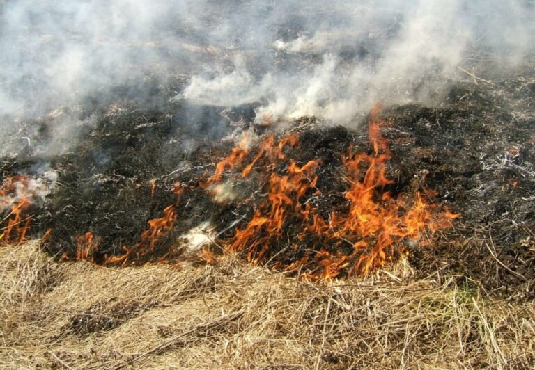    В шести территориях Оренбуржья 4 августа ожидается самый высокий класс пожарной опасности Кристина Просвиркина