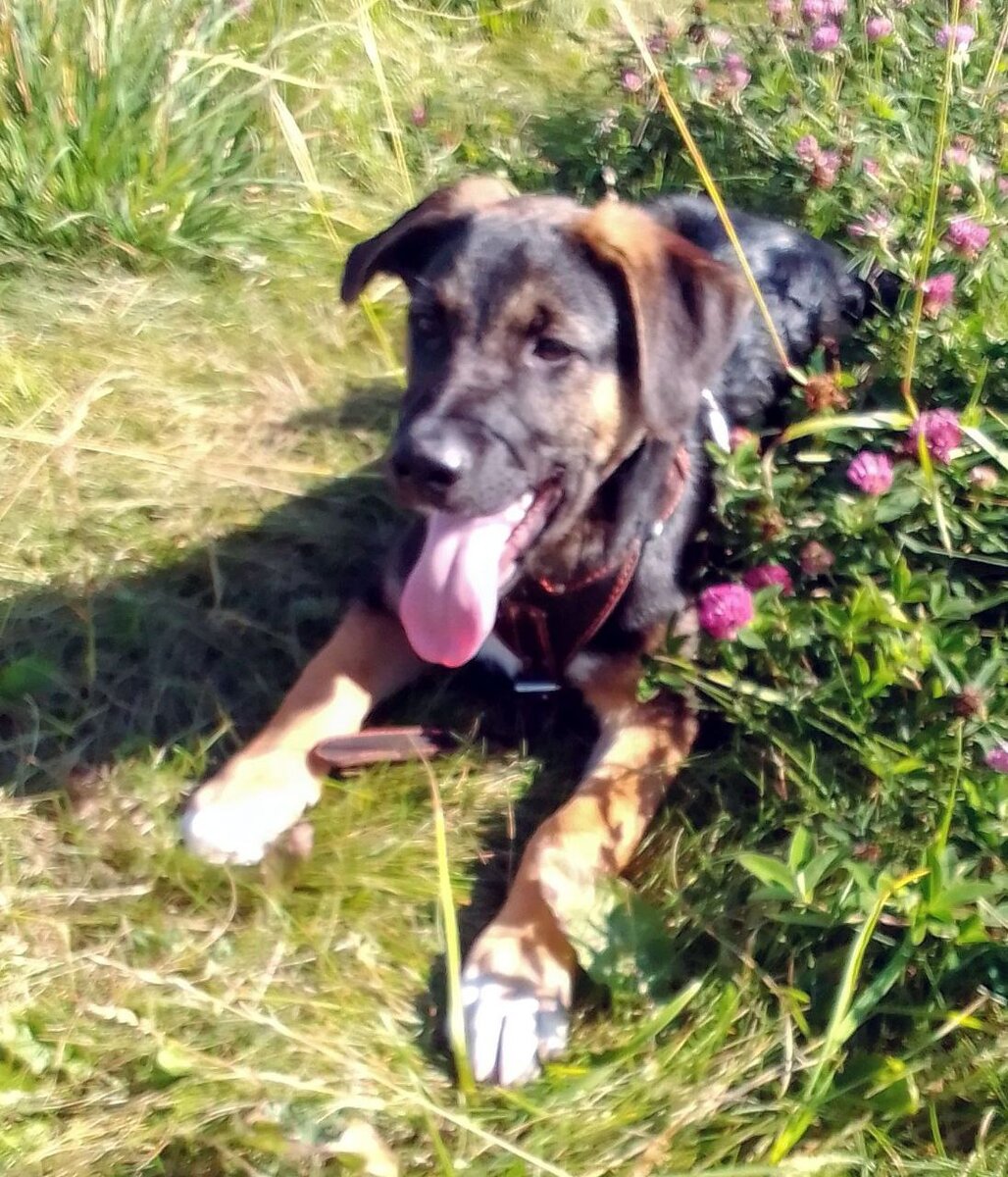 Щенок Платон, 4 месяца. Сын подброшенной на предприятие домашней собаки. Здоров, привит. ищет хозяев. 