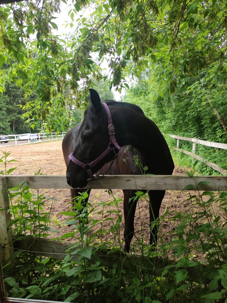 Лошадки потихоньку обживались на новом месте. Первое время они должны были всё время видеть друг друга, а если видеть не получалось - беспокоились и громко ржали. Но через пару дней попривыкли.