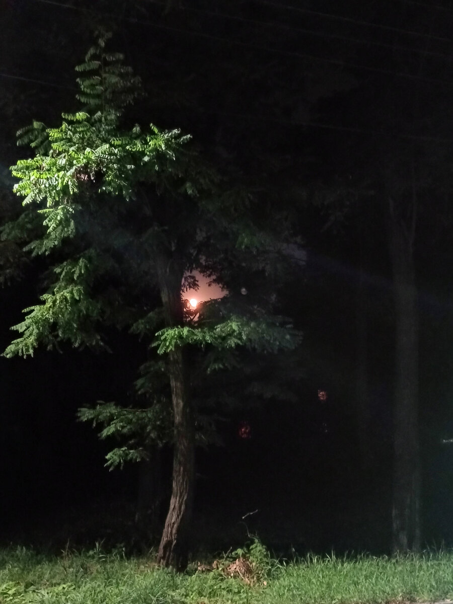 Луна кокетливо пряталась за листвой деревьев и манила.