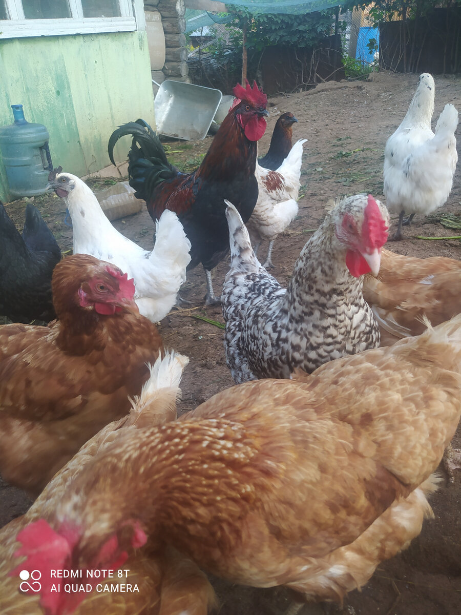 Пёстрая курочка Пушкинская порода- яйцо с белой скорлупой. 