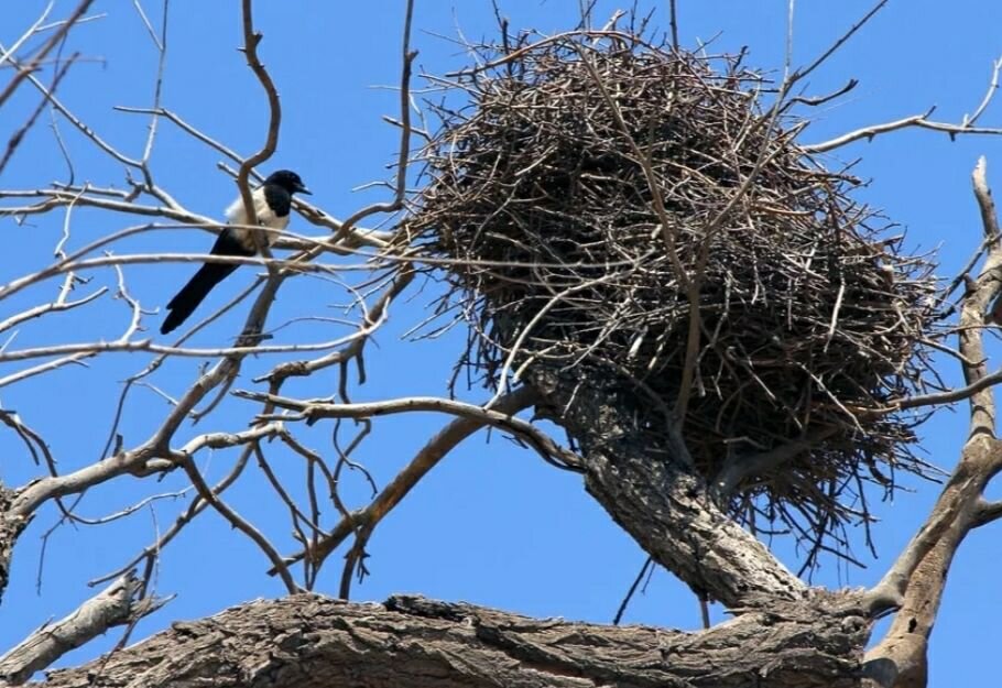 Полноценное гнездо сороки