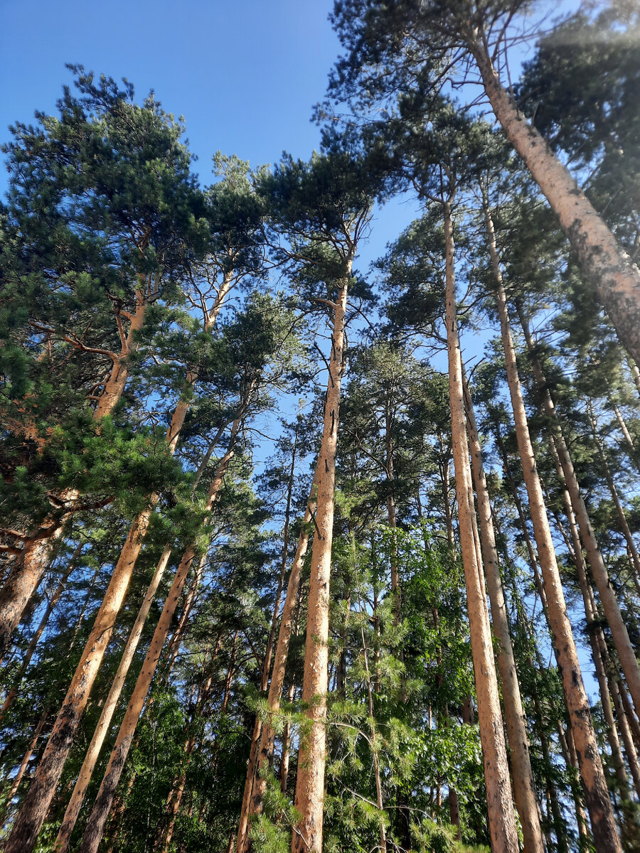 Им все равно, они всегда зеленые)