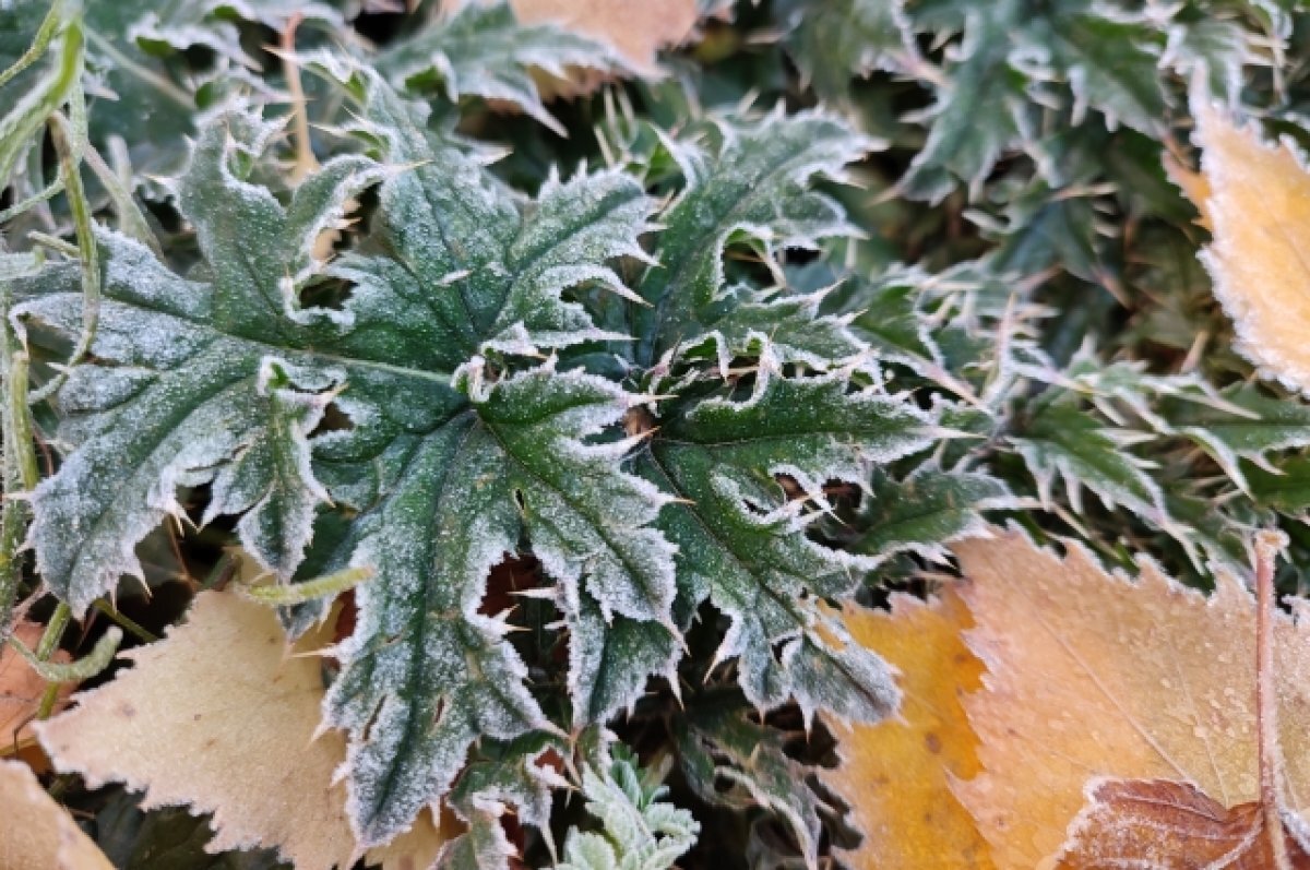    В конце августа в Новосибирске ожидаются заморозки до -2 градусов
