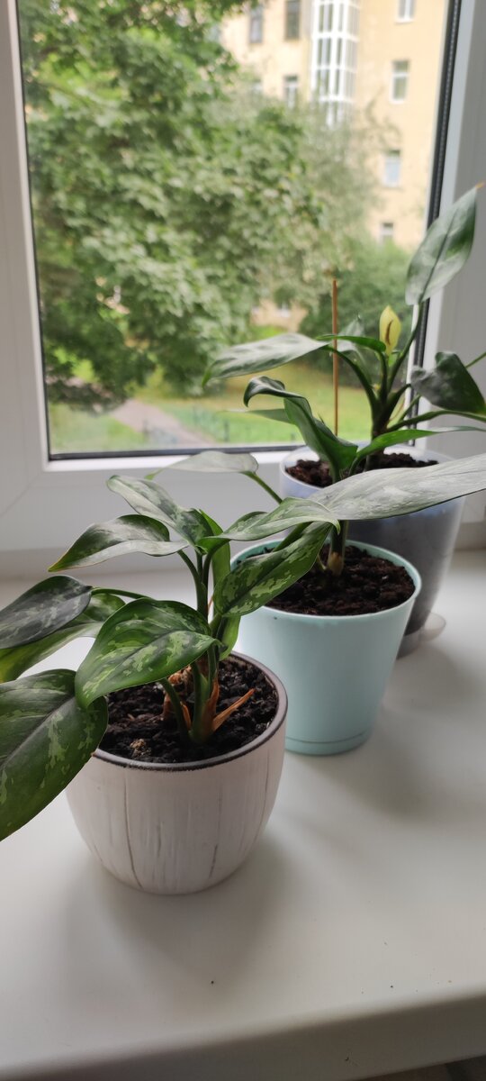 Семейство Аглши) 