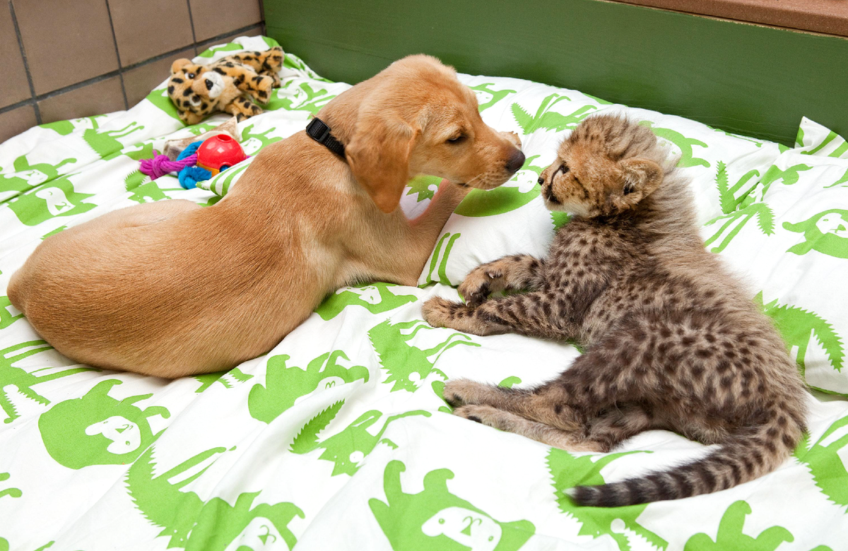 Dog and cat playing. Кошки и собаки. Необычная Дружба животных. Дружба кошки и собаки. Собака и кошка вместе.