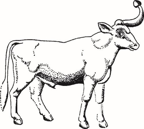Бык с отпиленным рогом и колпачком