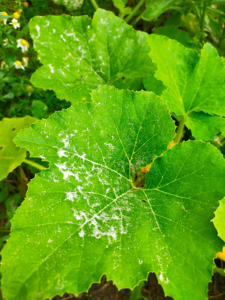 Слизень на кабачке