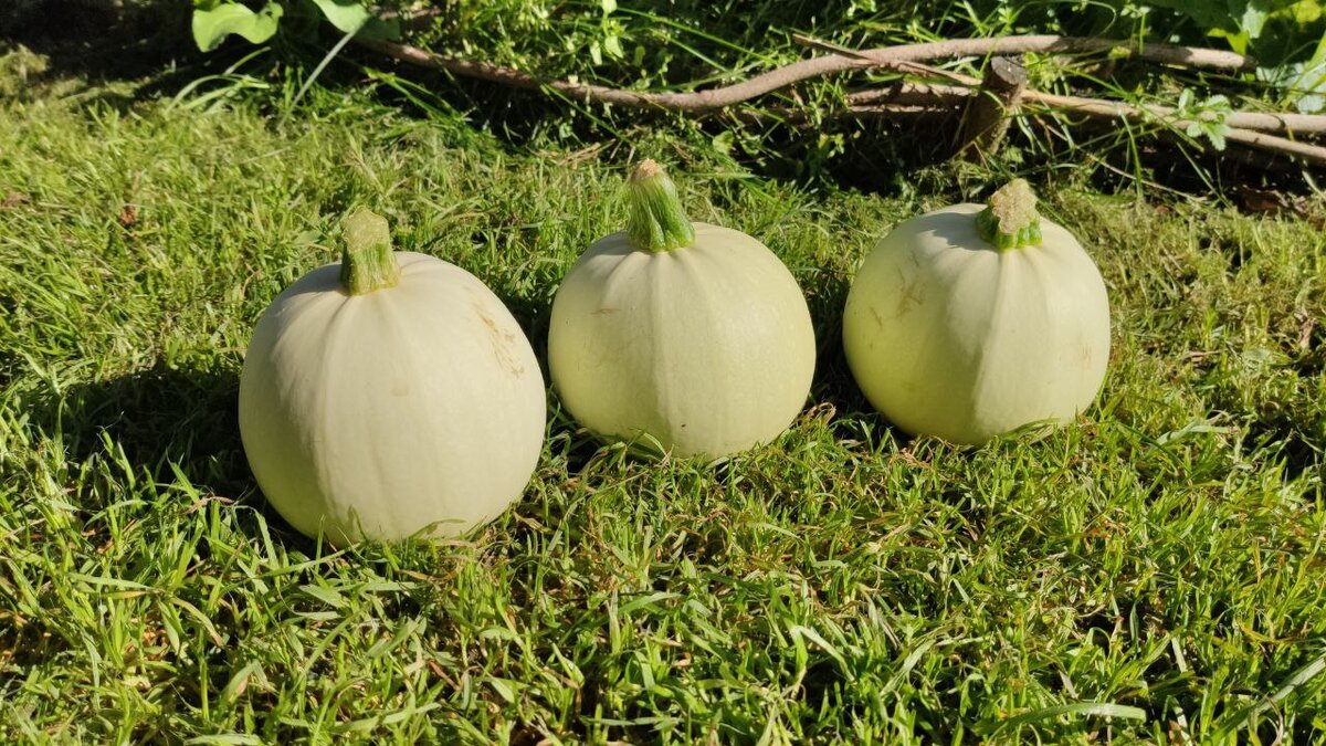 Теща хлебосольная