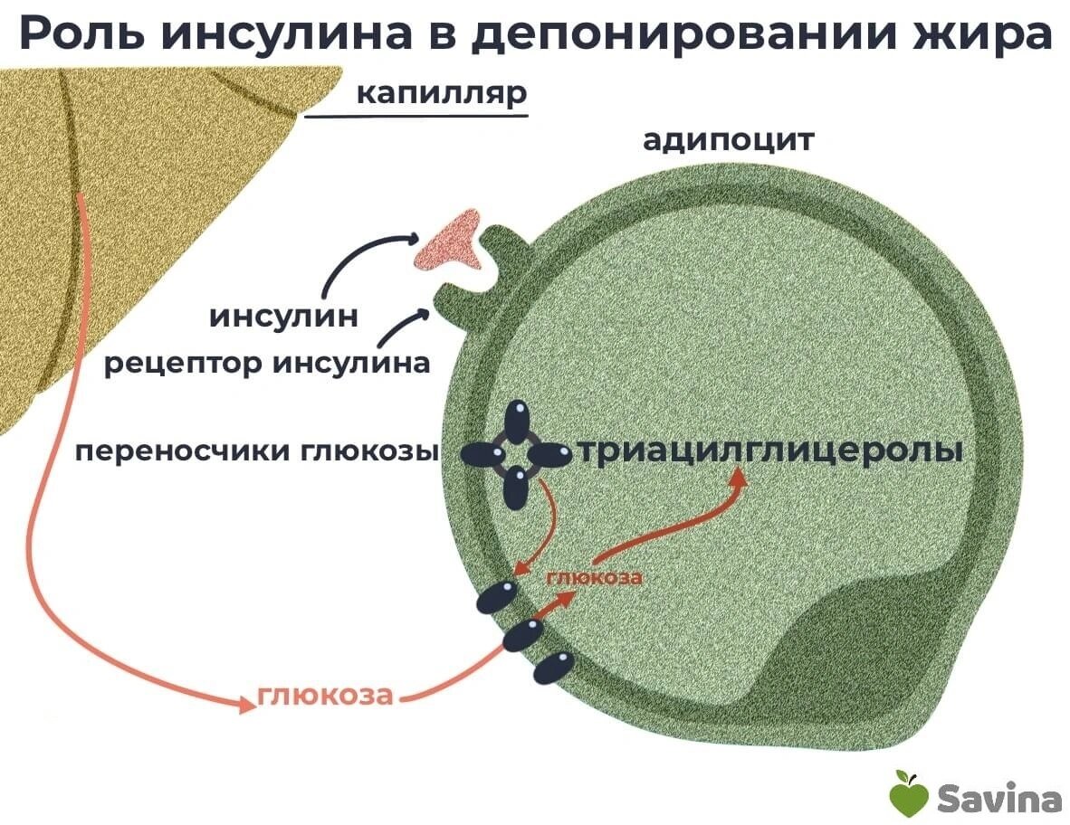 Процесс сжигания жира — как работает? Что нужно делать, чтобы уходил именно жир?