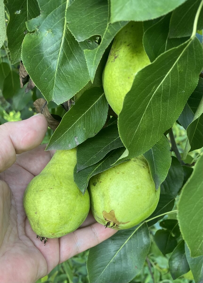 Ооочень вкусные. 