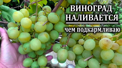 Чем подкормить виноград в августе во время созревания ягод