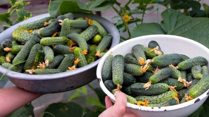 Вот чем подкармливают огурцы в конце лета, чтобы не были горькими и кривыми: подкормка для сочных, ровных и вкусных огурцов