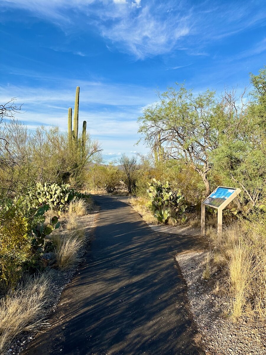 США, штат Аризона, Saguaro National Park. Сентябрь 2023