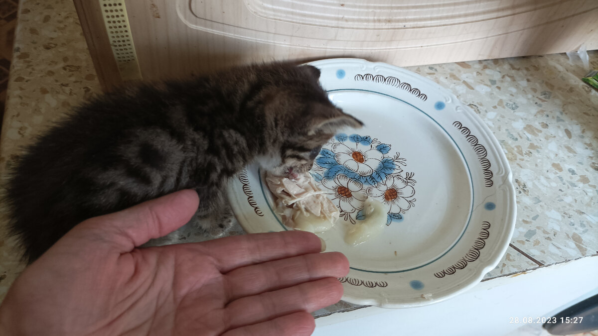 Вот такой маленький котенок. Моя ладонь для понимания его размера