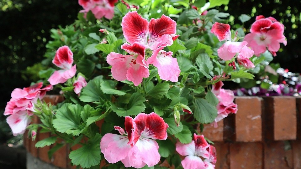 Королевская пеларгония: красивые сорта, правила выращивания и ухода, 32 фото