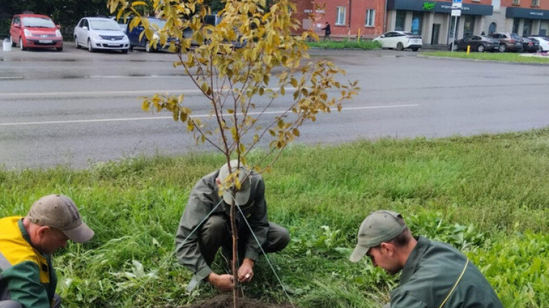     В Барнауле планируют высадить более 450 молодых деревьев. Администрация города Барнаула