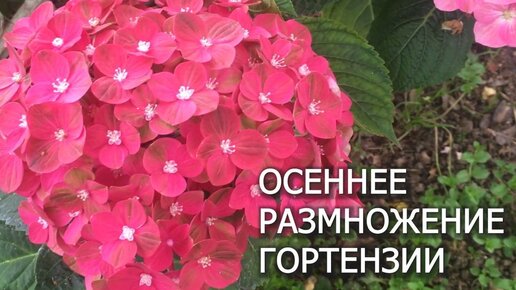 Download Video: ОСЕННЕЕ ЧЕРЕНКОВАНИЕ ГОРТЕНЗИЙ