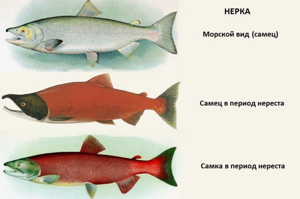 Кета внешний вид. Рыба семейства лососевых нерка. Нерка рыба красная. Лосось нерка. Нерка форель, лосось.