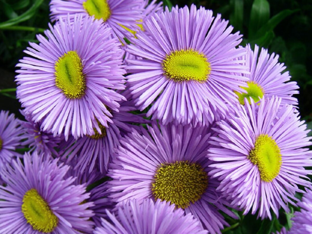 Эригерон Карвинского Erigeron karvinskianus