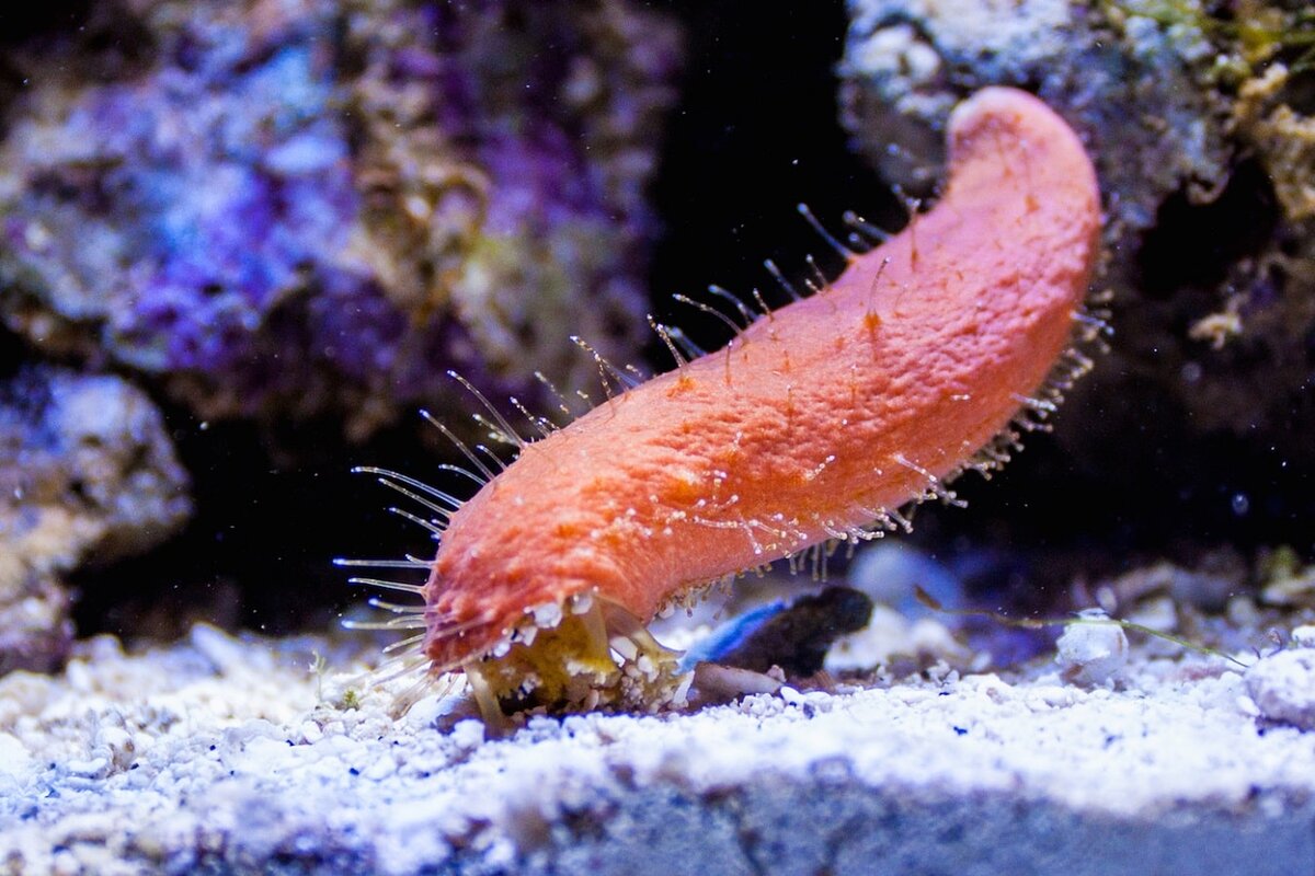 морской огурец красное море