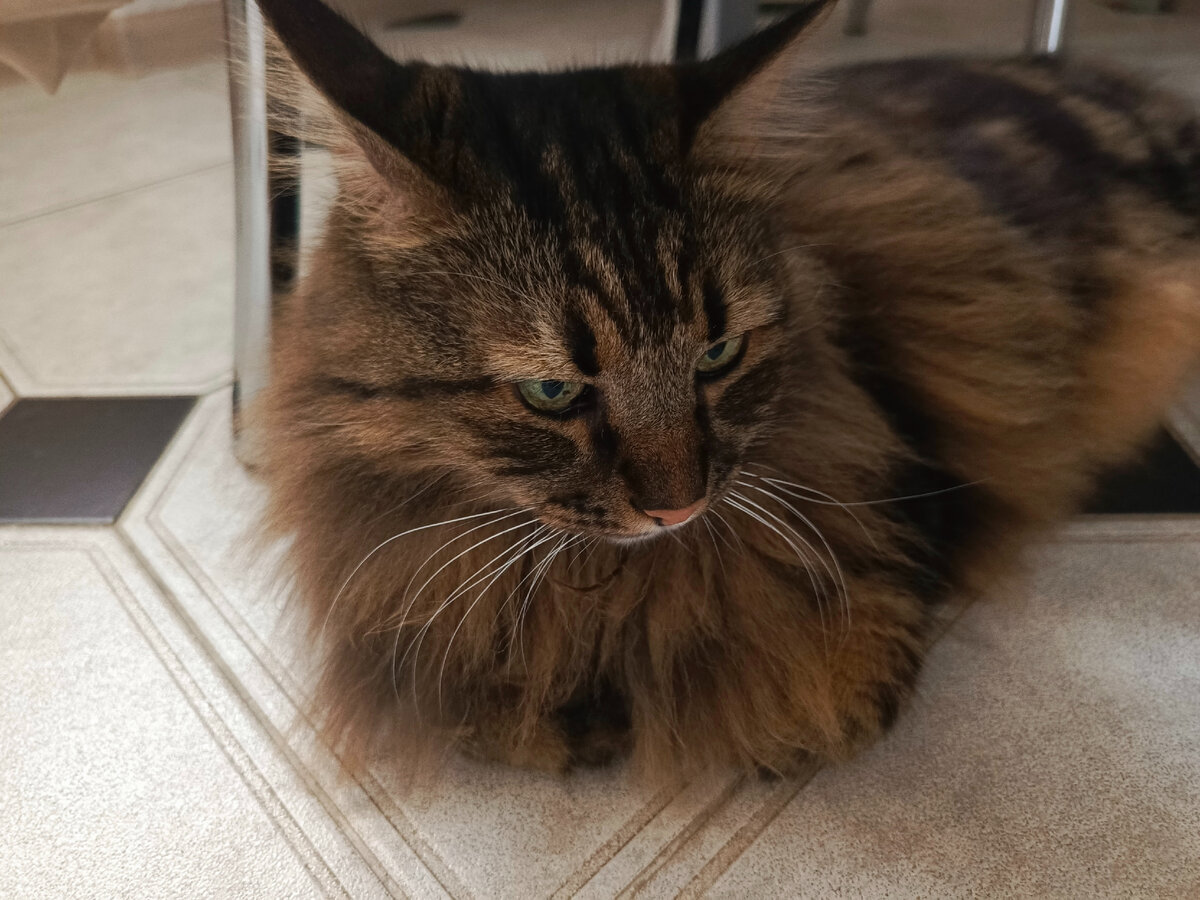 Кузя негодует