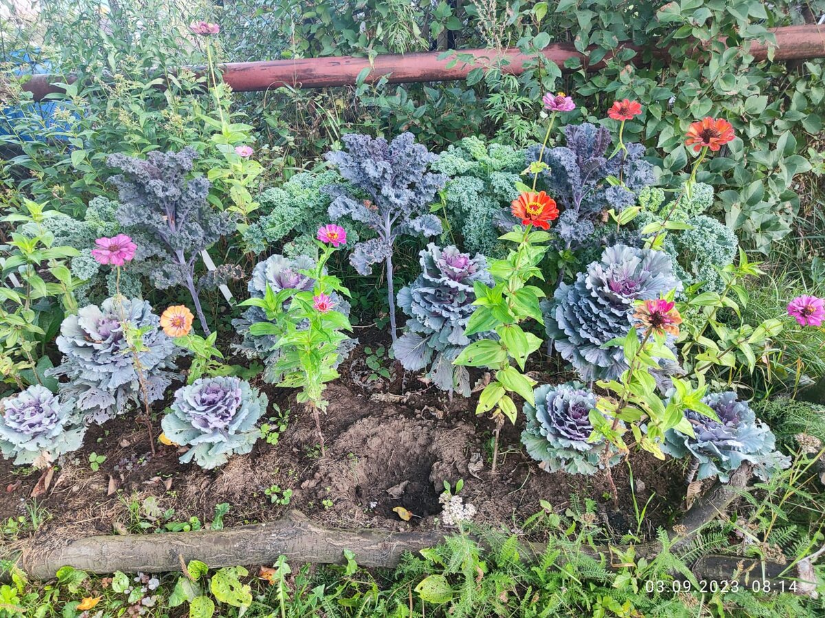 Рассадная клумба-школка для капусты