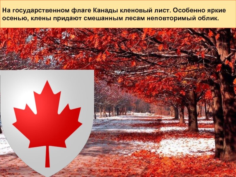 Интересные факты о клене. Кленовый лист изображают на государственном флаге. Символ канады кленовый лист. Кленовый лист изображают на государственном флаге. Кленовый лист изображают на государственном флаге.