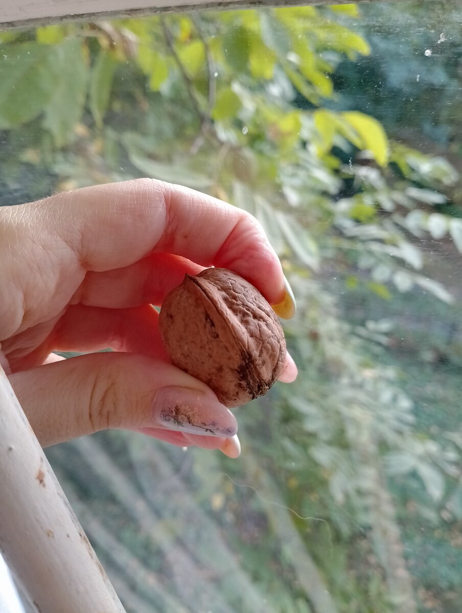 Вот он, на фоне орешка, который ещё в кожуре. Лопнет кожура, орех будет обычного размера. Фото из архива автора.