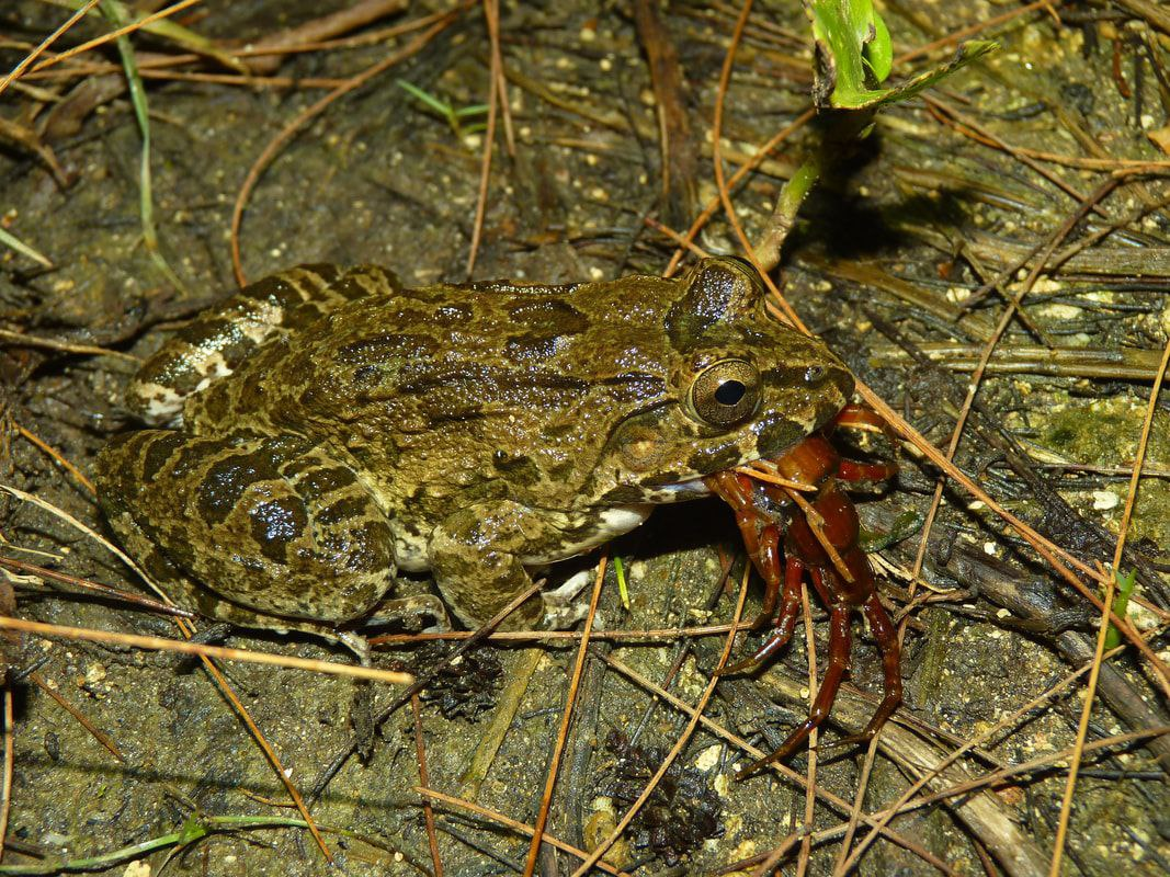 КЕРАЛЬСКАЯ жаба. Восточная криния. Сверчковая жаба. Hoplobatrachus Crassus.