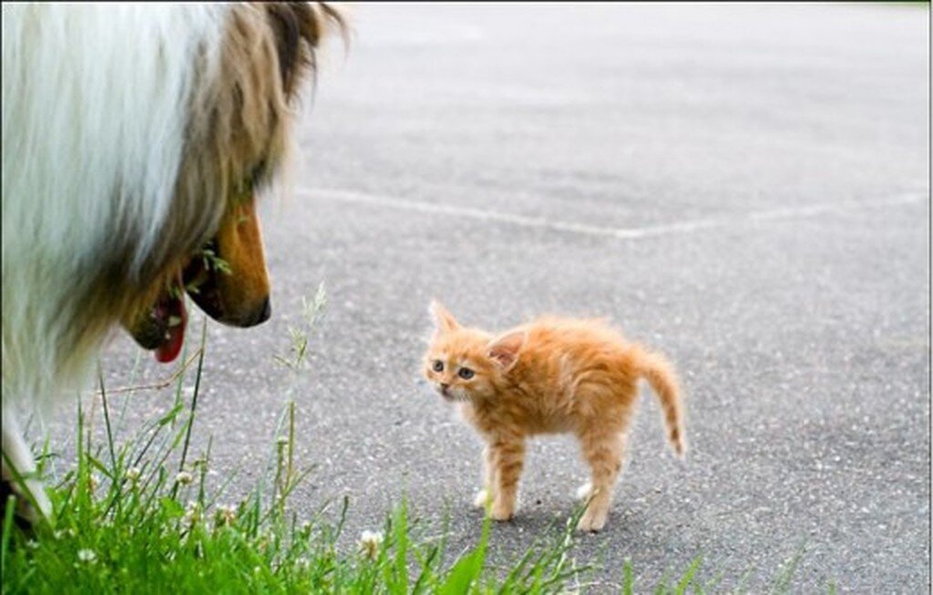 собака залезла на дерево. испуганная собакой кошка быстро забралась. испуг животные. кот залез на дерево. кошки на дереве.